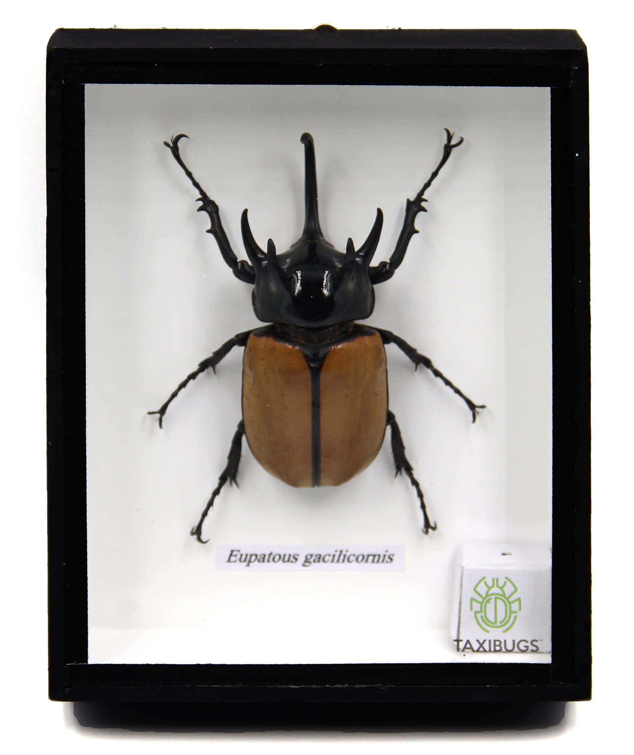 Rare Giant 5 Horn Rhino/Rhinoceros Beetle, Eupatorus gracilicornis, Taxidermy Insect Box Entomology Gift (Black Wooden Box)