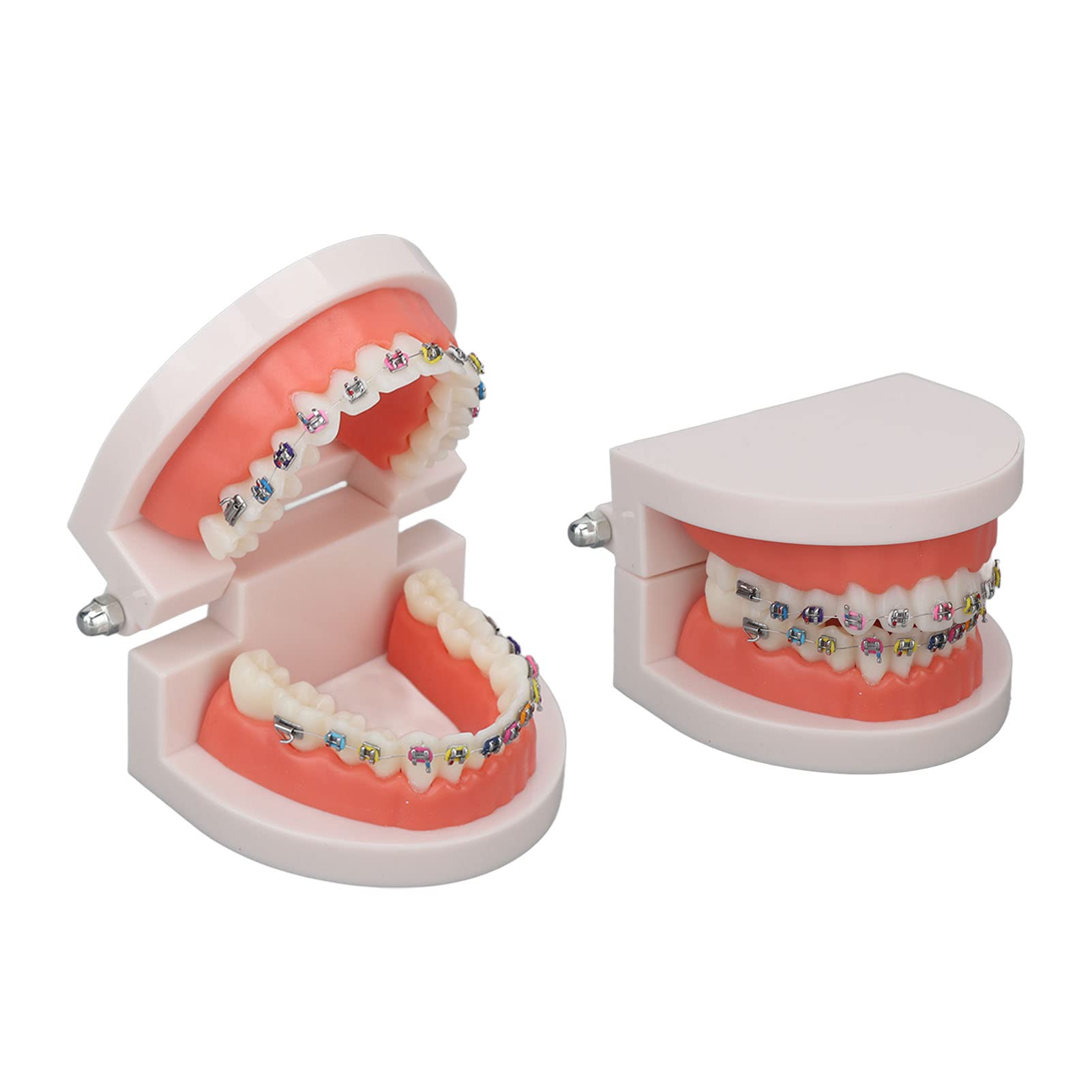 Teeth Model, Dental Teeth Kids Dental Teaching Study Supplies with Metal Bracket Dental Treatment Teeth Model for Dentist Research Dental Laboratory Fake Teeth Braces