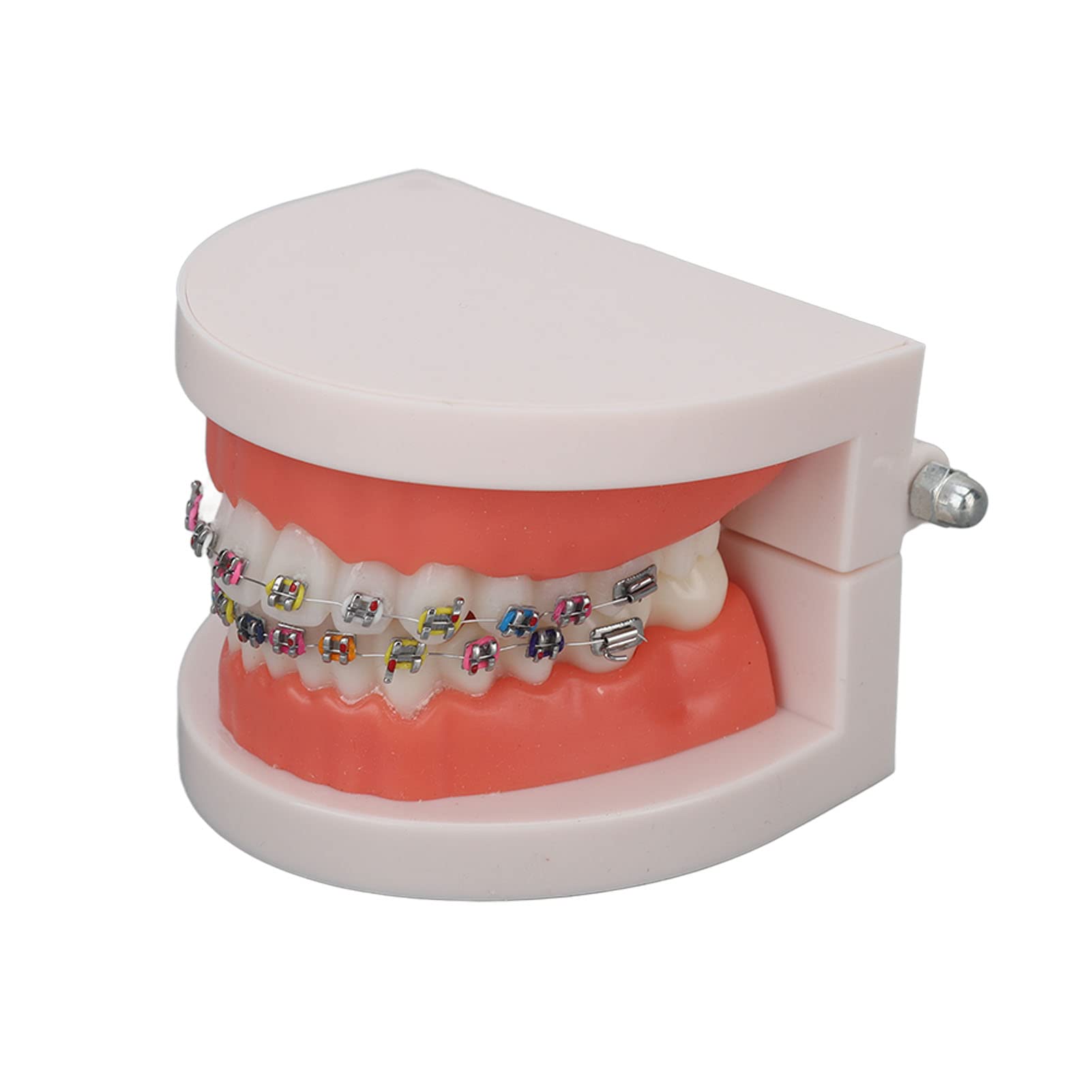 Teeth Model, Dental Teeth Kids Dental Teaching Study Supplies with Metal Bracket Dental Treatment Teeth Model for Dentist Research Dental Laboratory Fake Teeth Braces