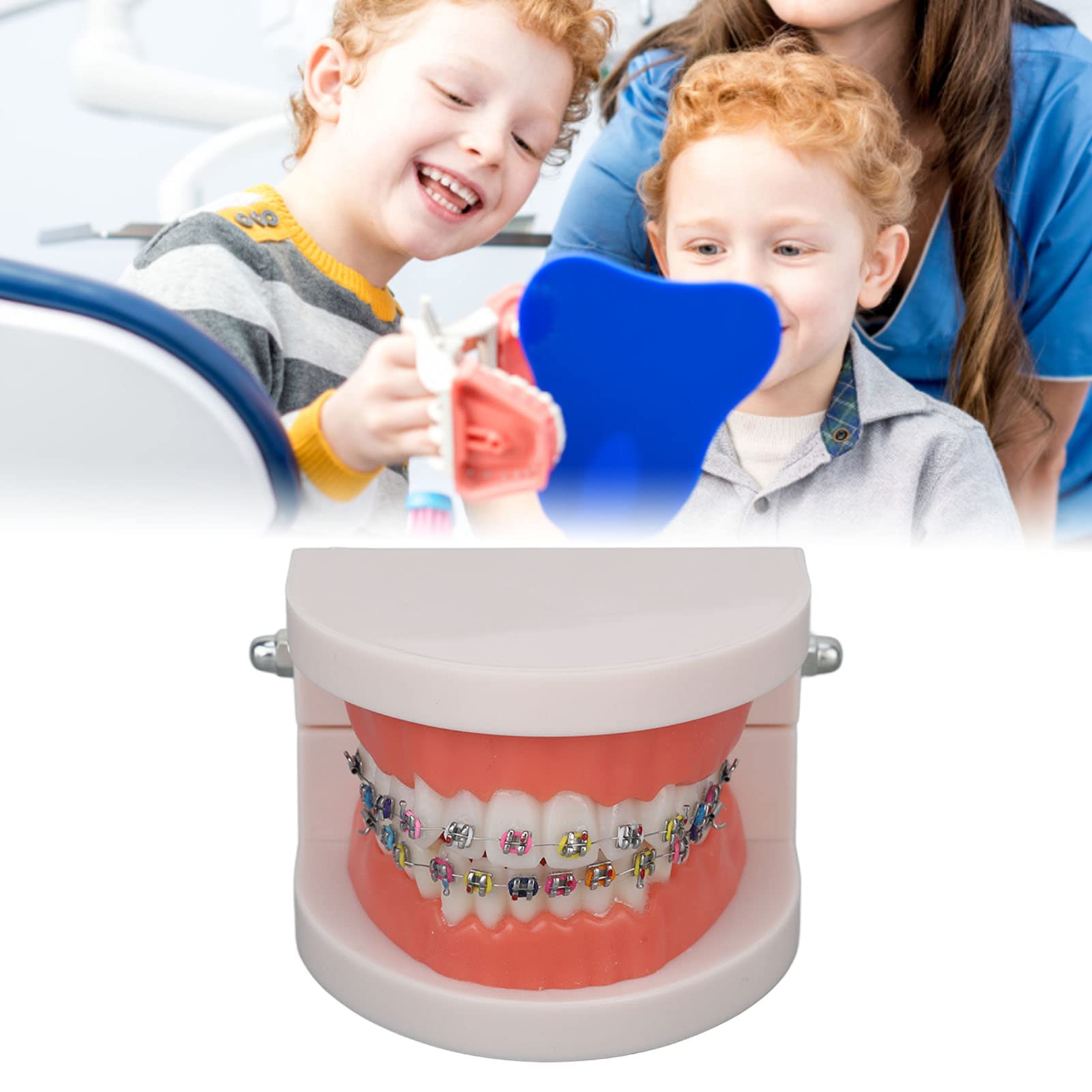 Teeth Model, Dental Teeth Kids Dental Teaching Study Supplies with Metal Bracket Dental Treatment Teeth Model for Dentist Research Dental Laboratory Fake Teeth Braces