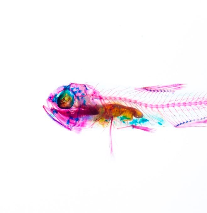 KAIRU ECO-ART STUDIO Diaphonized/Transparent Specimen, Deep Sea Fish of West Pacific, Lanternfish