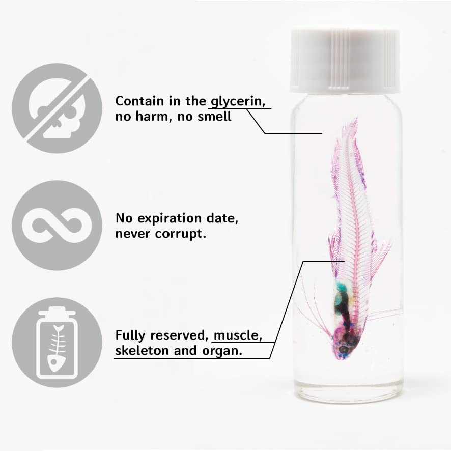 KAIRU ECO-ART STUDIO Diaphonized/Transparent Specimen, Deep Sea Fish of West Pacific, Lanternfish