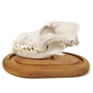 Benilev Dog Skull Anatomy Model, 3 Part Life Size Replica Realistic Animal Head Bone Medical Dog Skull Anatomical Model for Anatomy and Physiology Education Learning Teaching or Display Prop