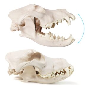 Benilev Dog Skull Anatomy Model, 3 Part Life Size Replica Realistic Animal Head Bone Medical Dog Skull Anatomical Model for Anatomy and Physiology Education Learning Teaching or Display Prop