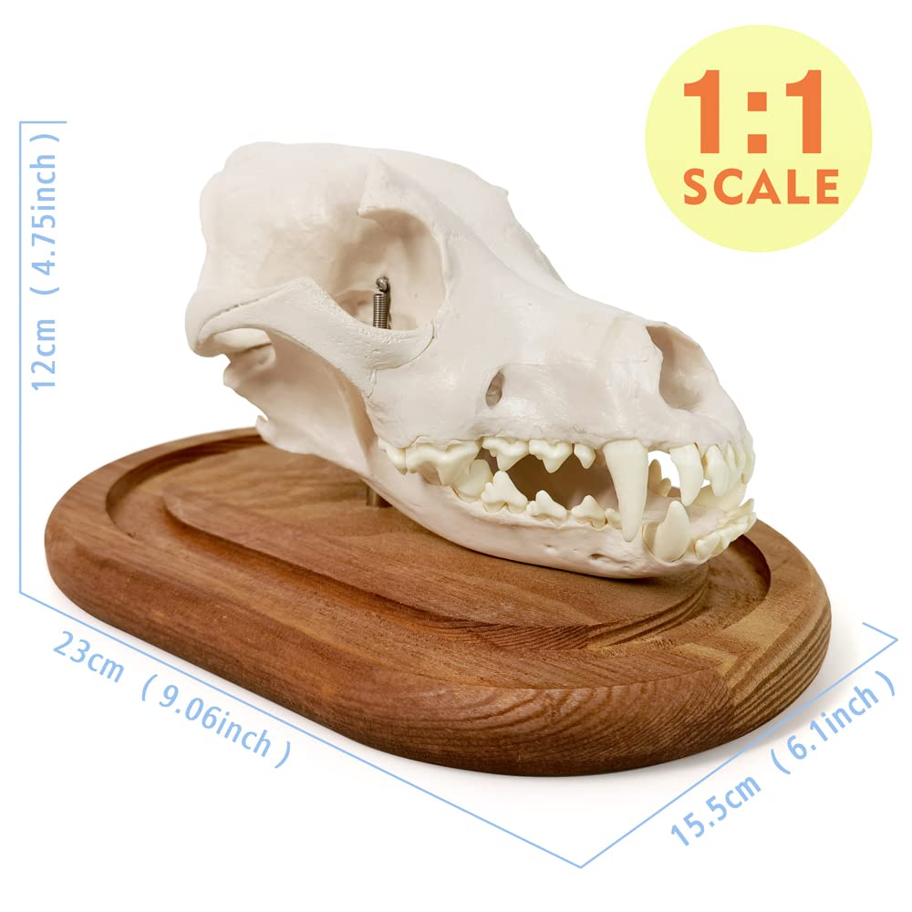 Benilev Dog Skull Anatomy Model, 3 Part Life Size Replica Realistic Animal Head Bone Medical Dog Skull Anatomical Model for Anatomy and Physiology Education Learning Teaching or Display Prop