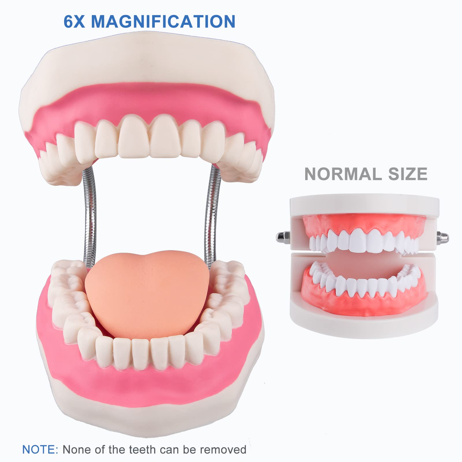 Healthible Tooth Brushing Model - 6 Time Tongue Teeth Model Mouth Model for Speech Therapy Kids Dental Care Teaching Demonstration Model