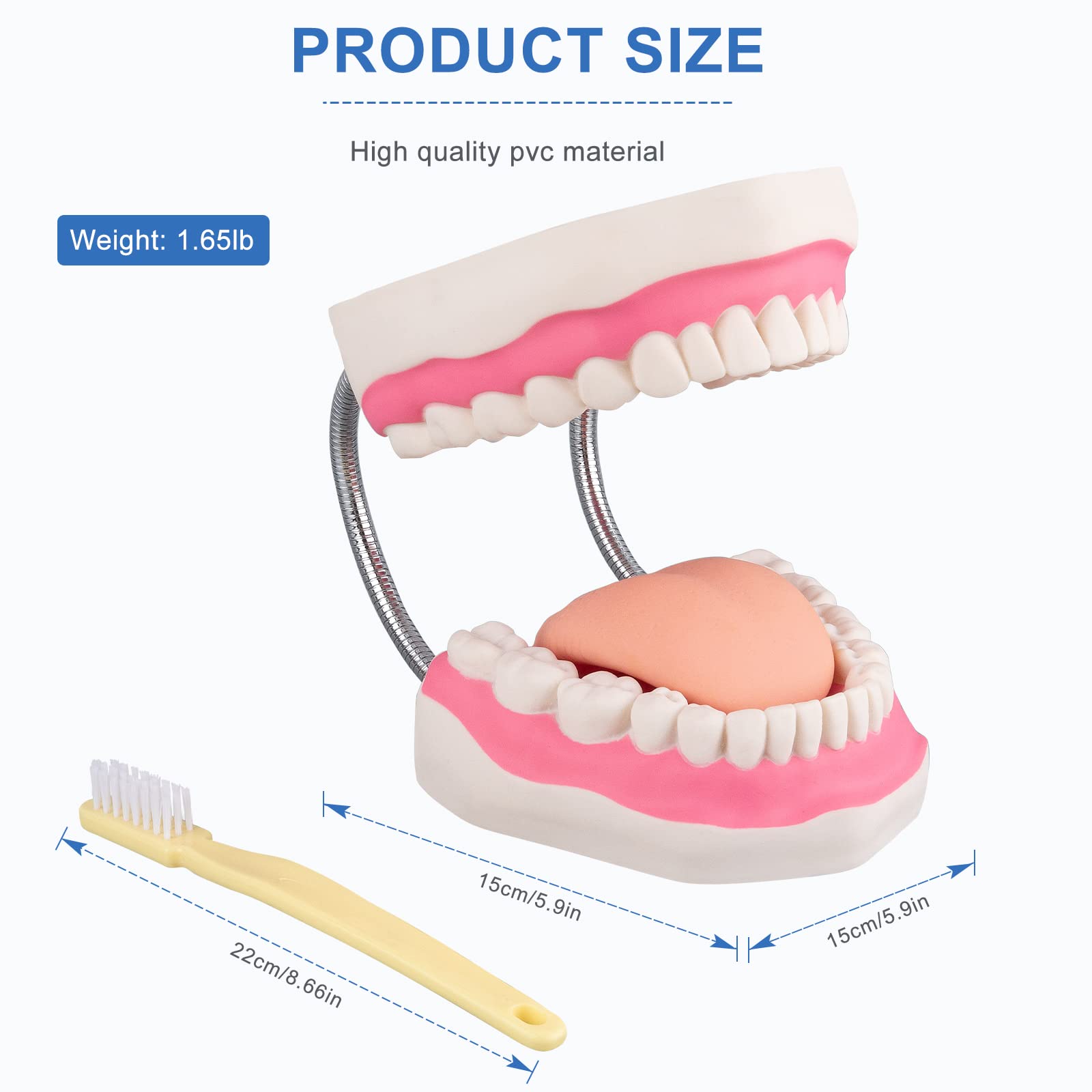 Healthible Tooth Brushing Model - 6 Time Tongue Teeth Model Mouth Model for Speech Therapy Kids Dental Care Teaching Demonstration Model