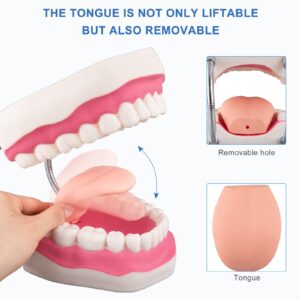 Healthible Tooth Brushing Model - 6 Time Tongue Teeth Model Mouth Model for Speech Therapy Kids Dental Care Teaching Demonstration Model