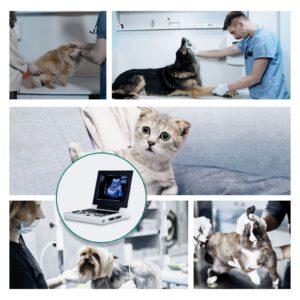 Ultrasound Scanner Veterinary Machine Laptop 12 Inch Portable Black White Doppler Farm Animals Pregnancy Convex Probes, with USB Port, for Animal Horse Equine Goat Dog Cat Sheep Rectal Linear Probe