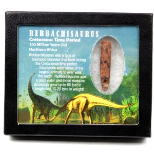 Rebbachisaurus Sauropod Dinosaur Tooth Fossil 2.125w/ Display Box MDB #17350 13o