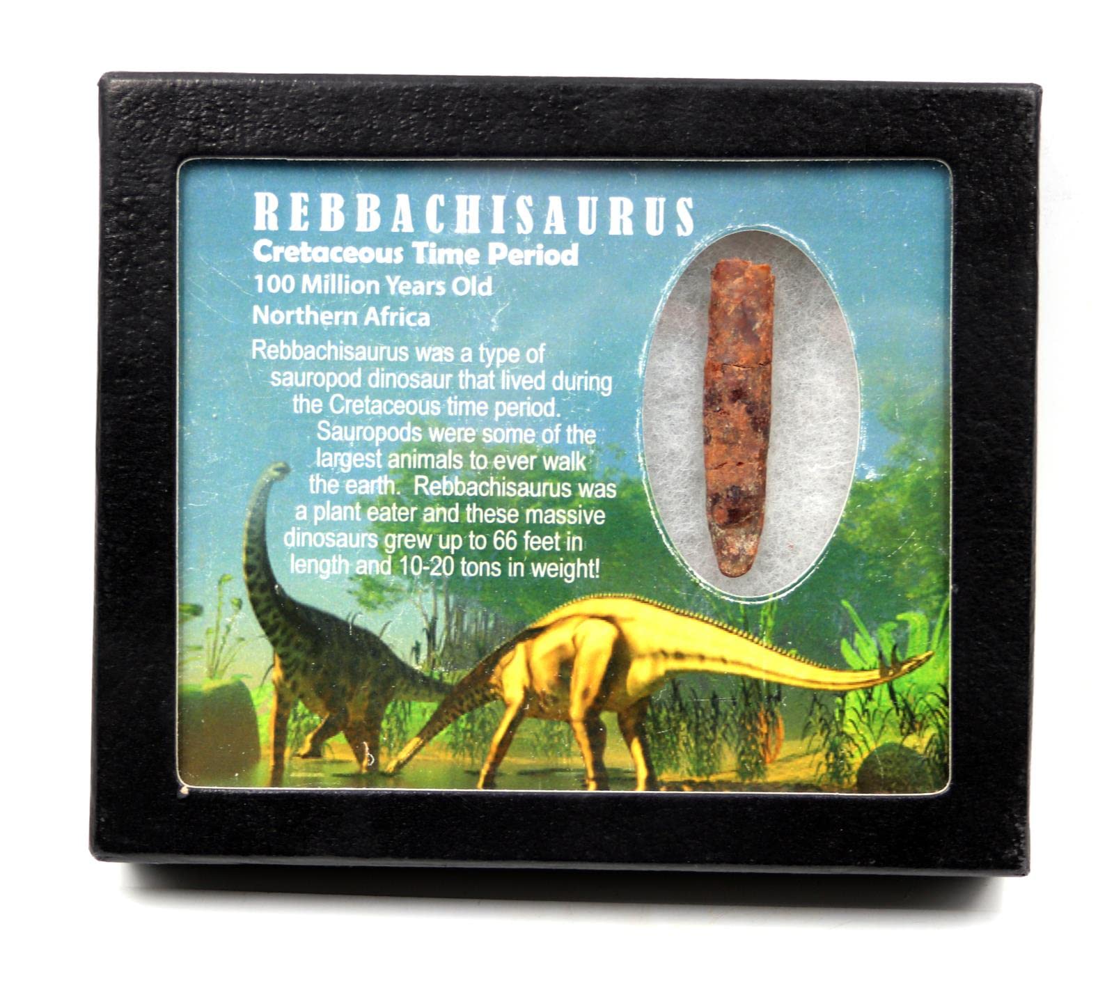 Rebbachisaurus Sauropod Dinosaur Tooth Fossil 2.125w/ Display Box MDB #17350 13o