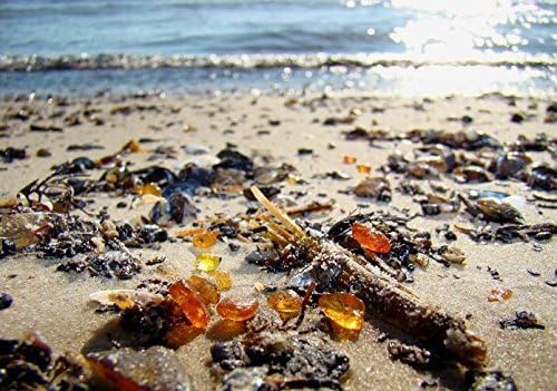 AMBERMILANA Natural Fossil Baltic Amber with Insect Inclusion in Magnifying Box/Beautiful Museum Grade/Certified Genuine Baltic Amber