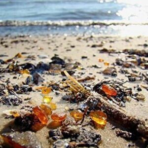 Genuine Fossil Baltic Amber with Inclusion with Magnifying Box/Beautiful Museum Grade