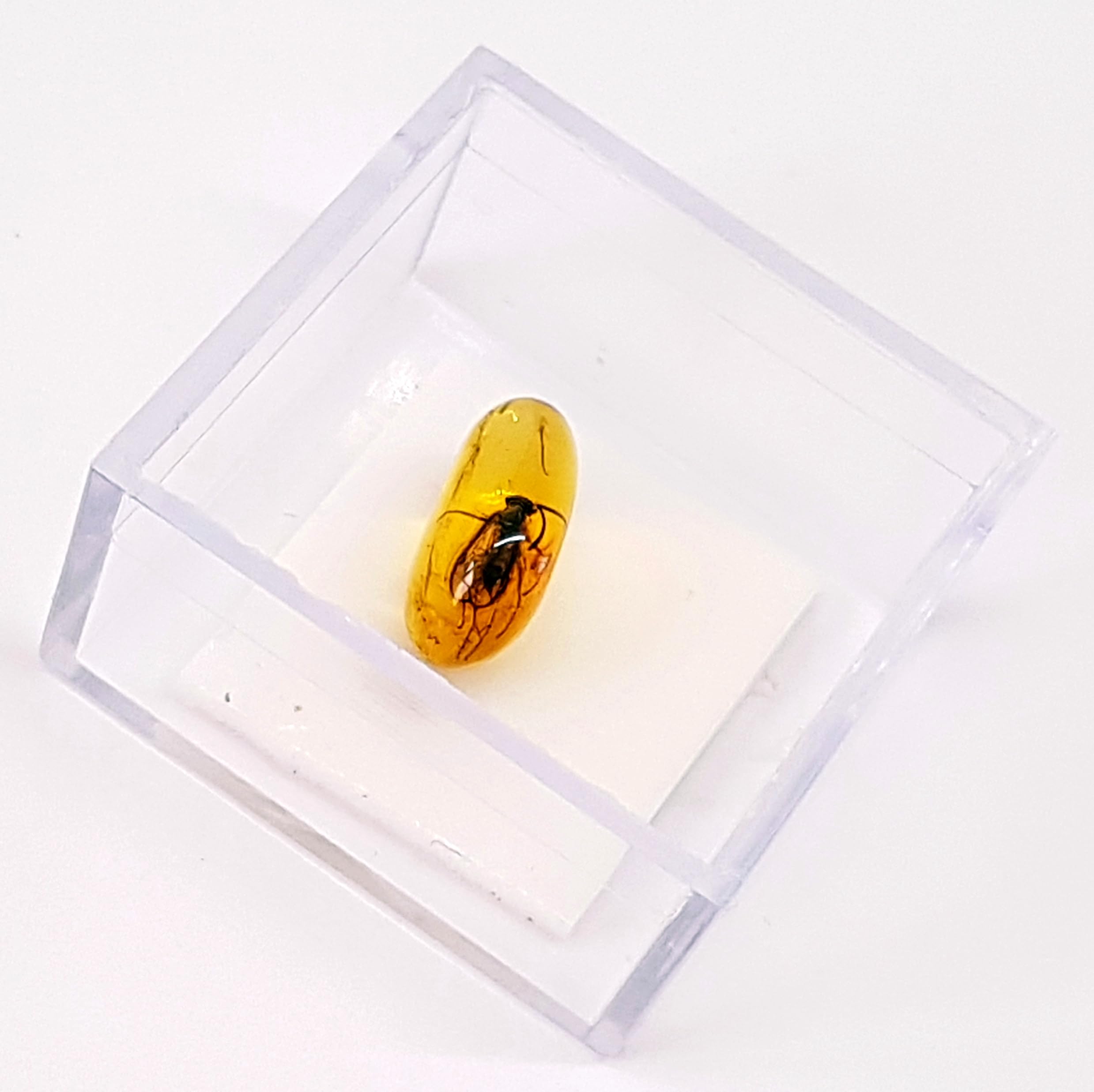 AMBERMILANA Natural Fossil Baltic Amber with Insect Inclusion in Magnifying Box/Beautiful Museum Grade/Certified Genuine Baltic Amber