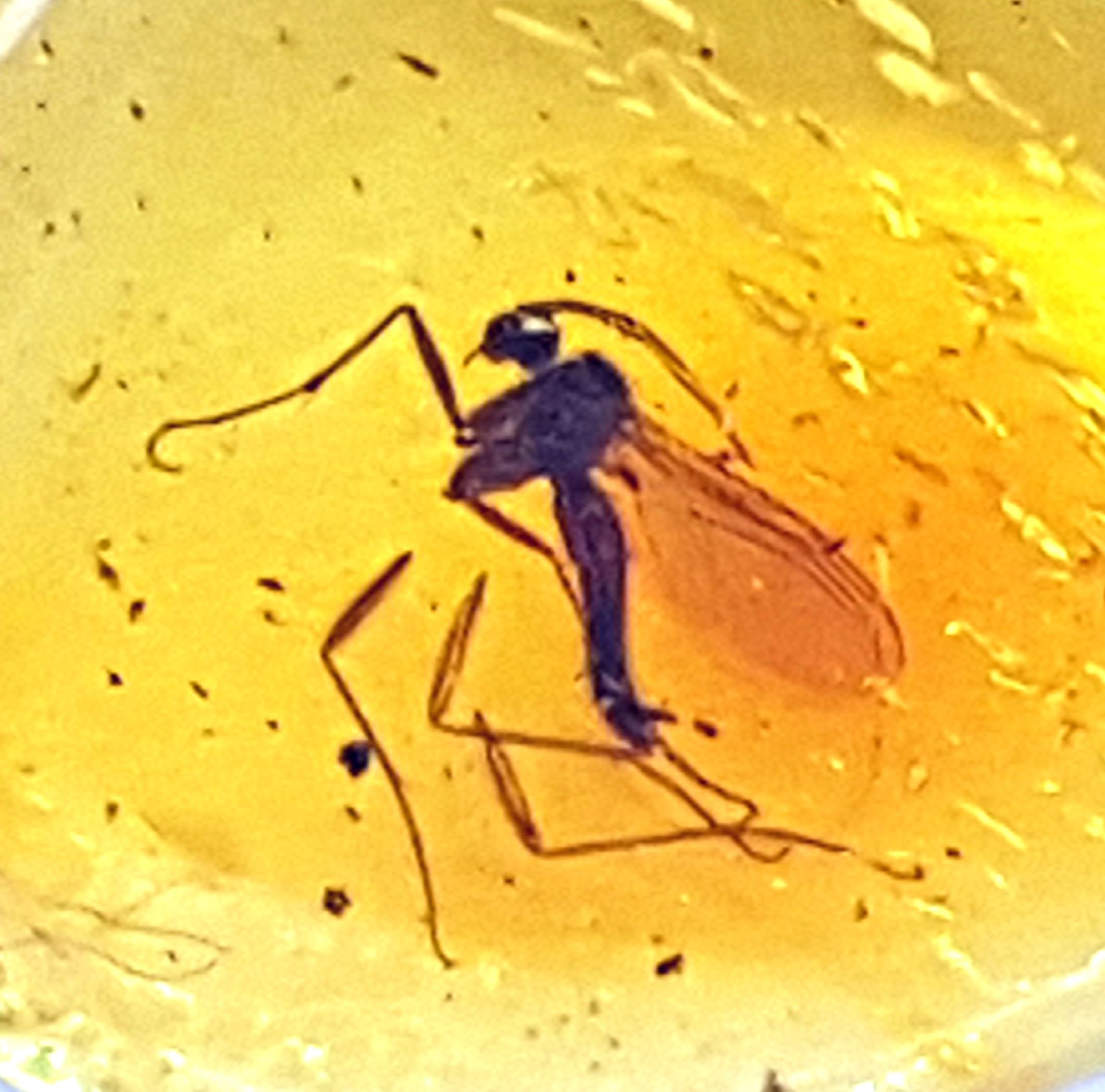 Genuine Fossil Baltic Amber with Inclusion with Magnifying Box/Beautiful Museum Grade