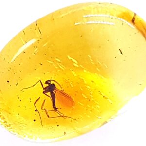 Genuine Fossil Baltic Amber with Inclusion with Magnifying Box/Beautiful Museum Grade