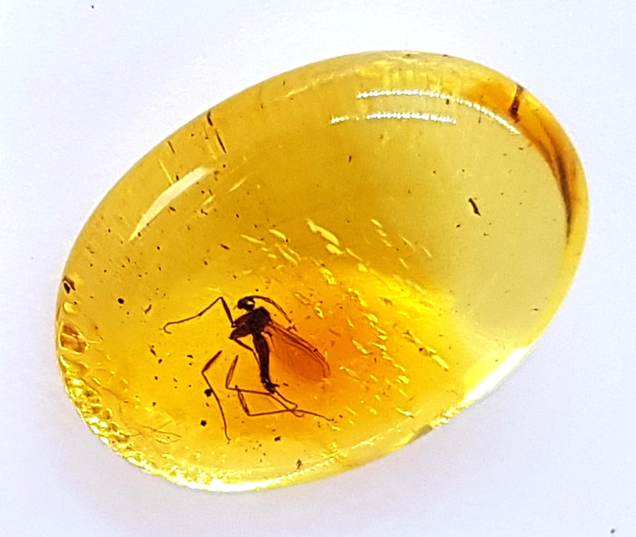 Genuine Fossil Baltic Amber with Inclusion with Magnifying Box/Beautiful Museum Grade