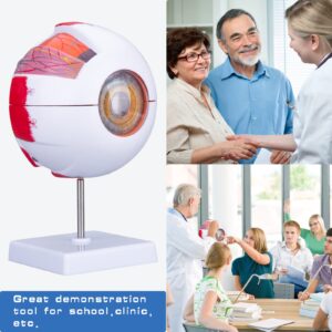 Healthible Human Eye Model Anatomy, Removable 6 Times Anatomical Eyeball Model with Display Base, Medical Eye Ball Model for School and Clinic