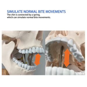 Human Skull and Brain Anatomy Model Life-Size with Cervical Vertebra & Base for Classroom Medical Neuroscience Anatomy Teaching & Studying