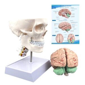 human skull and brain anatomy model life-size with cervical vertebra & base for classroom medical neuroscience anatomy teaching & studying