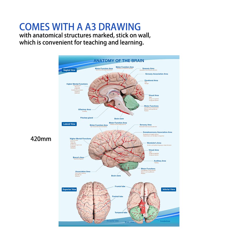 Human Skull and Brain Anatomy Model Life-Size with Cervical Vertebra & Base for Classroom Medical Neuroscience Anatomy Teaching & Studying