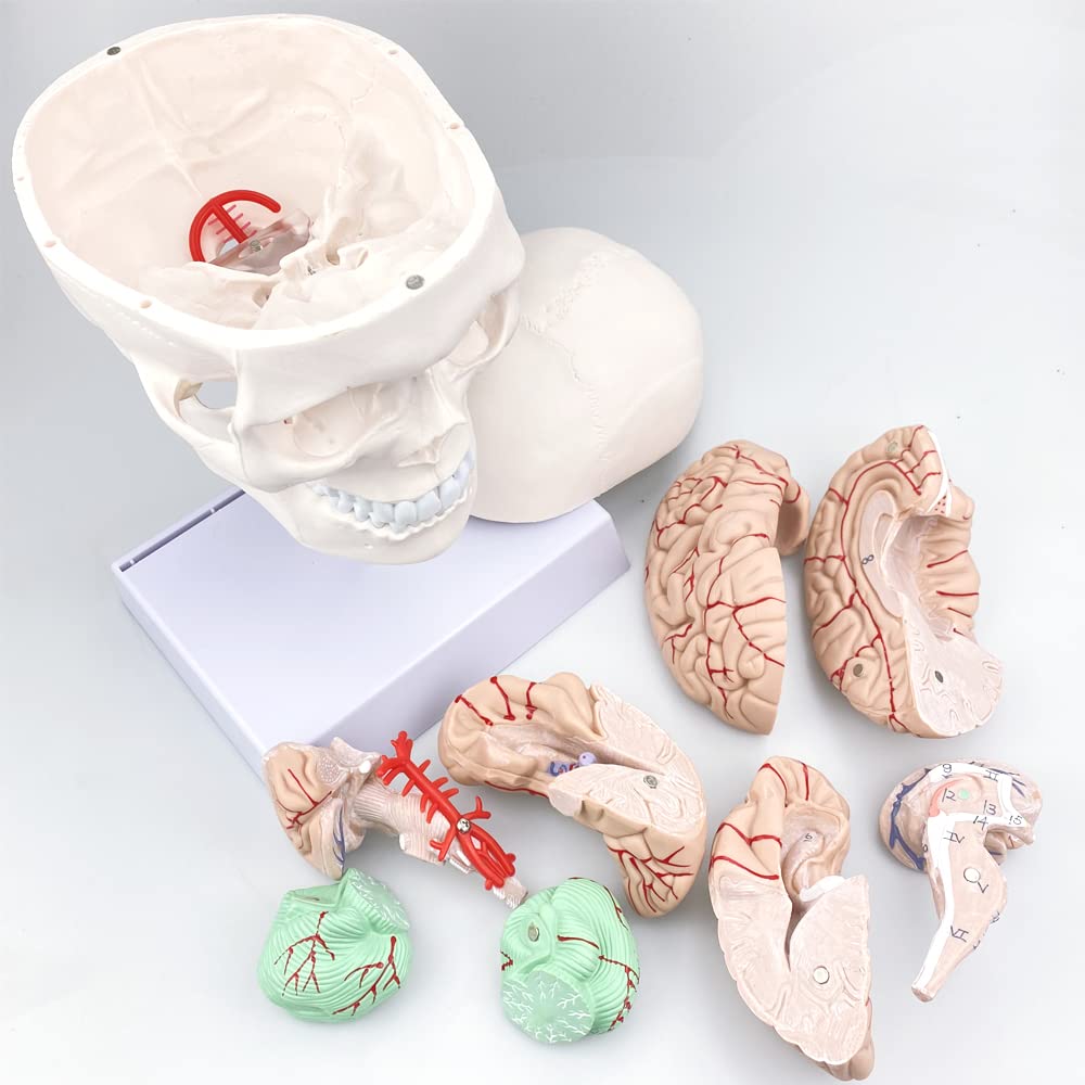 Human Skull and Brain Anatomy Model Life-Size with Cervical Vertebra & Base for Classroom Medical Neuroscience Anatomy Teaching & Studying