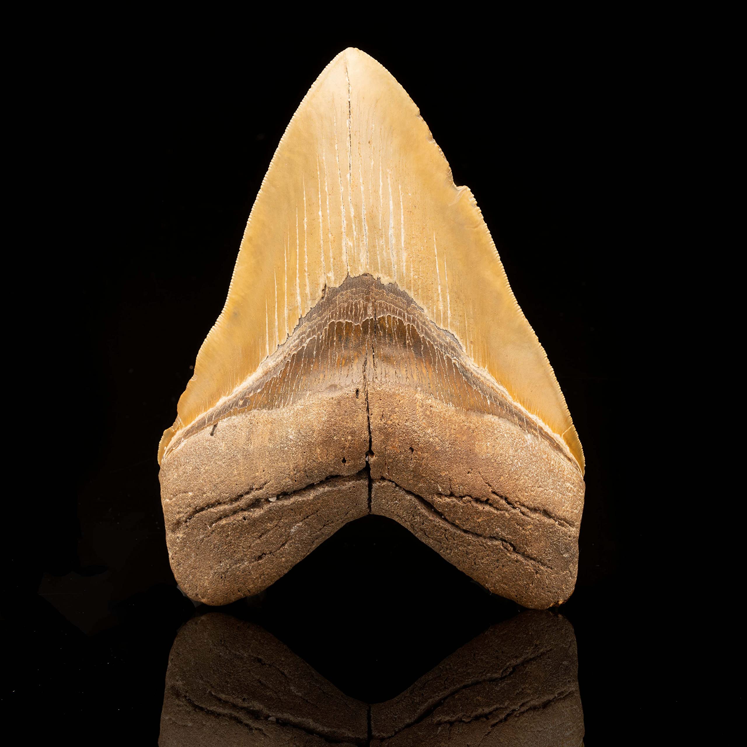 Megalodon Tooth // 6" High // Ver. 2