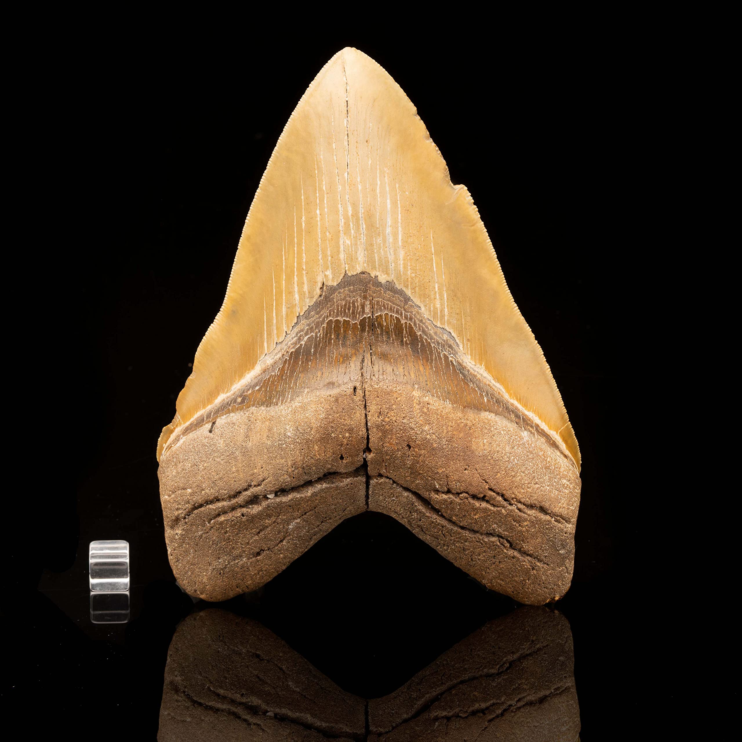 Megalodon Tooth // 6" High // Ver. 2