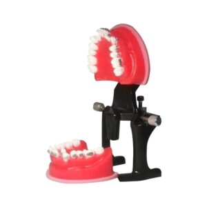 TEPTOARCH Orthodontic Practice Model Teeth Model for Training Studying Teaching Dentist Ortho Bracket Treatment Typodont Jaw Model