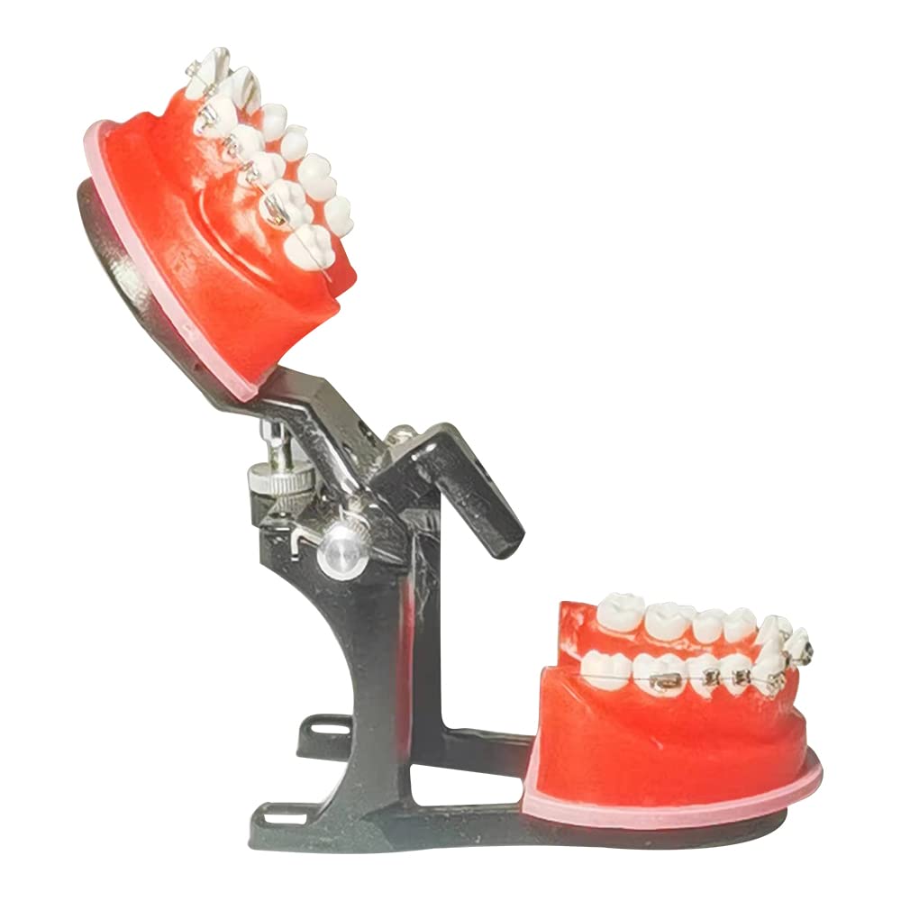 TEPTOARCH Orthodontic Practice Model Teeth Model for Training Studying Teaching Dentist Ortho Bracket Treatment Typodont Jaw Model