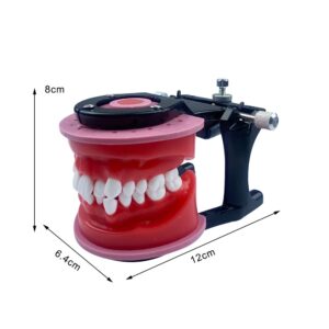 TEPTOARCH Orthodontic Practice Model Teeth Model for Training Studying Teaching Dentist Ortho Bracket Treatment Typodont Jaw Model