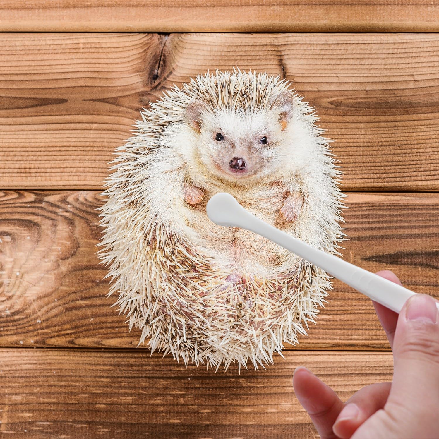 SEZDEKI 2 Pcs Pet Toothbrush for Hedgehog Small Animal Toothbrush Mini Head Soft Bristles Gentle Pet Toothbrush for Small Pets Dental Care Hedgehog Supplies Hedgehog Grooming Accessories (2 Pack)