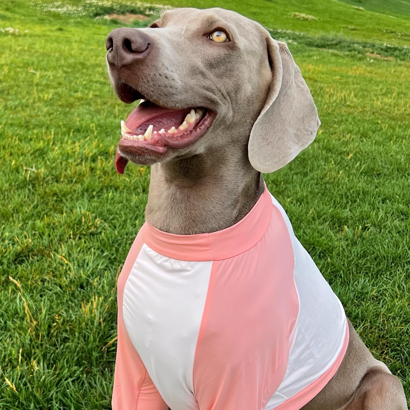 IECOii Dog Shirt,Dog Summer Shirt for Large Dogs,Breathable Dog Summer T Shirt for Dogs Shirts Boy Girl,Cool Dog Shirt with Sleeve to Stop Licking,Dog Elbow Brace Protector Shirt for Surgery Recovery