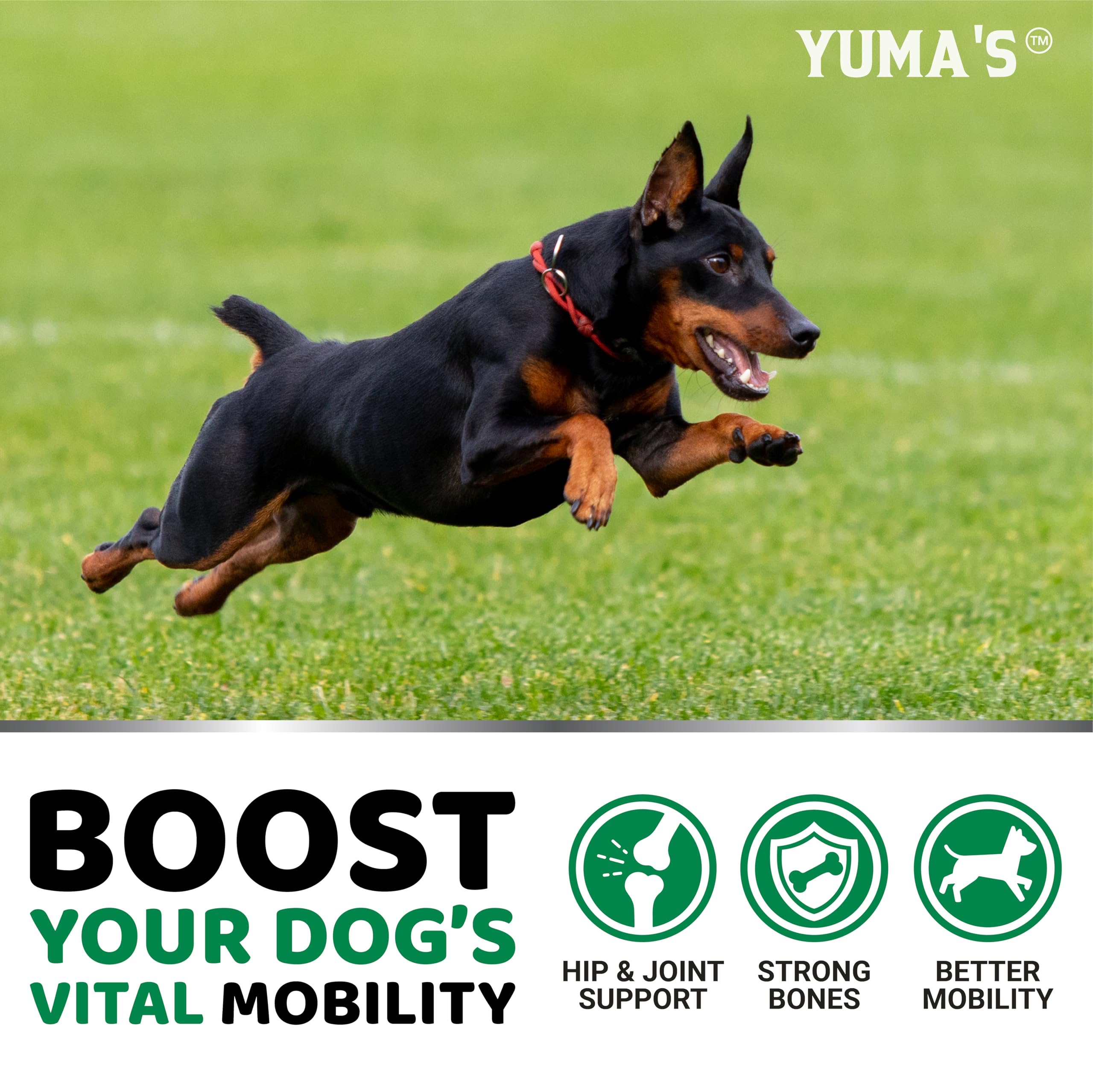 YUMA'S Hemp Hip and Joint Supplement for Dogs - Glucosamine for Dogs - 170 Dog Joint Pain Relief Chews - Chondroitin, MSM - Hemp Oil - Advanced Dog Joint Supplement Health - Mobility Support Treats