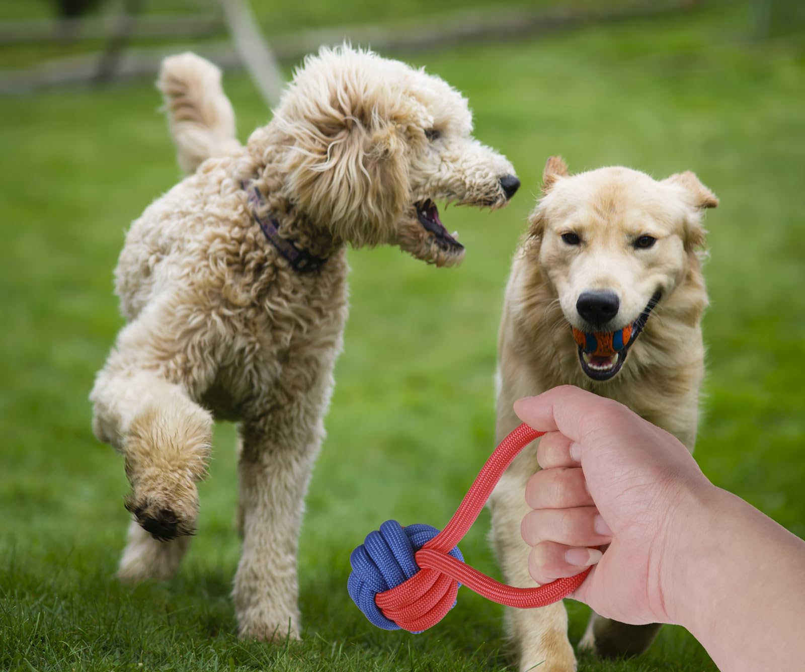 Deetenks 5 Pack Dog Chew Rope Toys Puppy Toys Sets Interactive Dog Toys Rope Toys Dog Teething Chew Toys for Dog (Random Color)