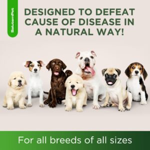 Natural Antibiotics for Dogs | Dog Antibiotics | Antibiotic for Dogs | Dog Antibiotic | Antibiotics for Dogs | Natural Ingredients| 2 Oz