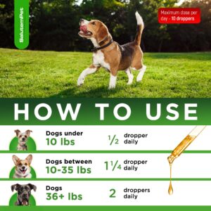 Natural Antibiotics for Dogs | Dog Antibiotics | Antibiotic for Dogs | Dog Antibiotic | Antibiotics for Dogs | Natural Ingredients| 2 Oz