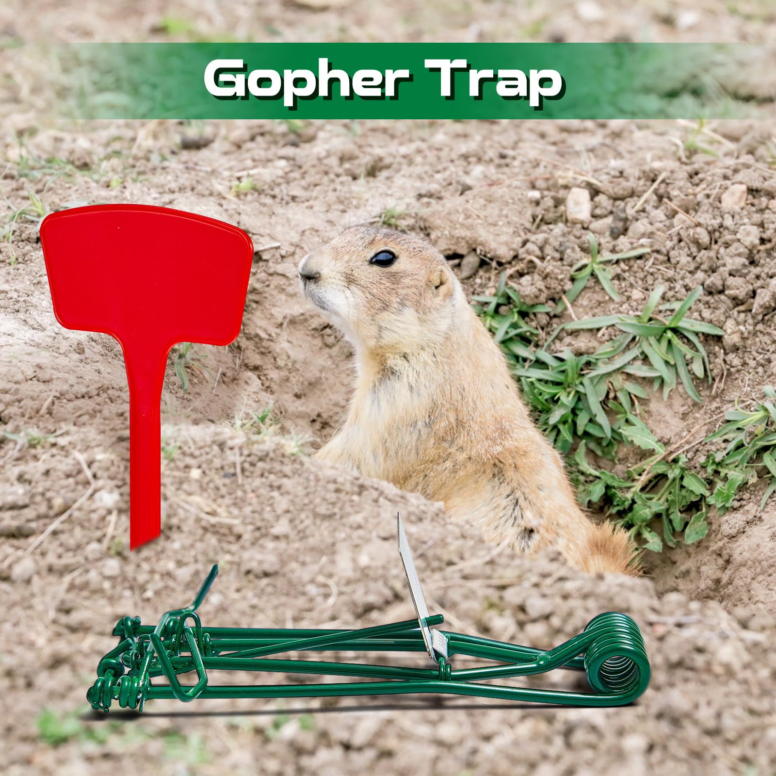 Qualirey 4 Pcs Outdoor Gopher Trap Easy to Set Mole Trap Weather Resistant Gopher Killer Vole Trap with Red T Type Labels for Lawn Garden Farm (Green)