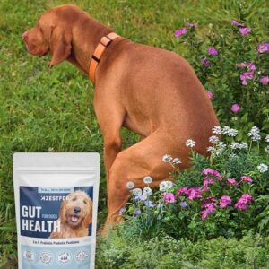 Green Lipped Mussel & Gut Health for Dogs of All Ages & Breeds