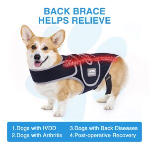 Dog Back Brace Arthritis, Adjustable ivdd Pet Support and Rehab Harness for Spinal Injury for Dachshund, Soft Hip Leg Support Helps Pain Relief, Corgi Spinal Surgical Recovery and Rehabilitation (M)