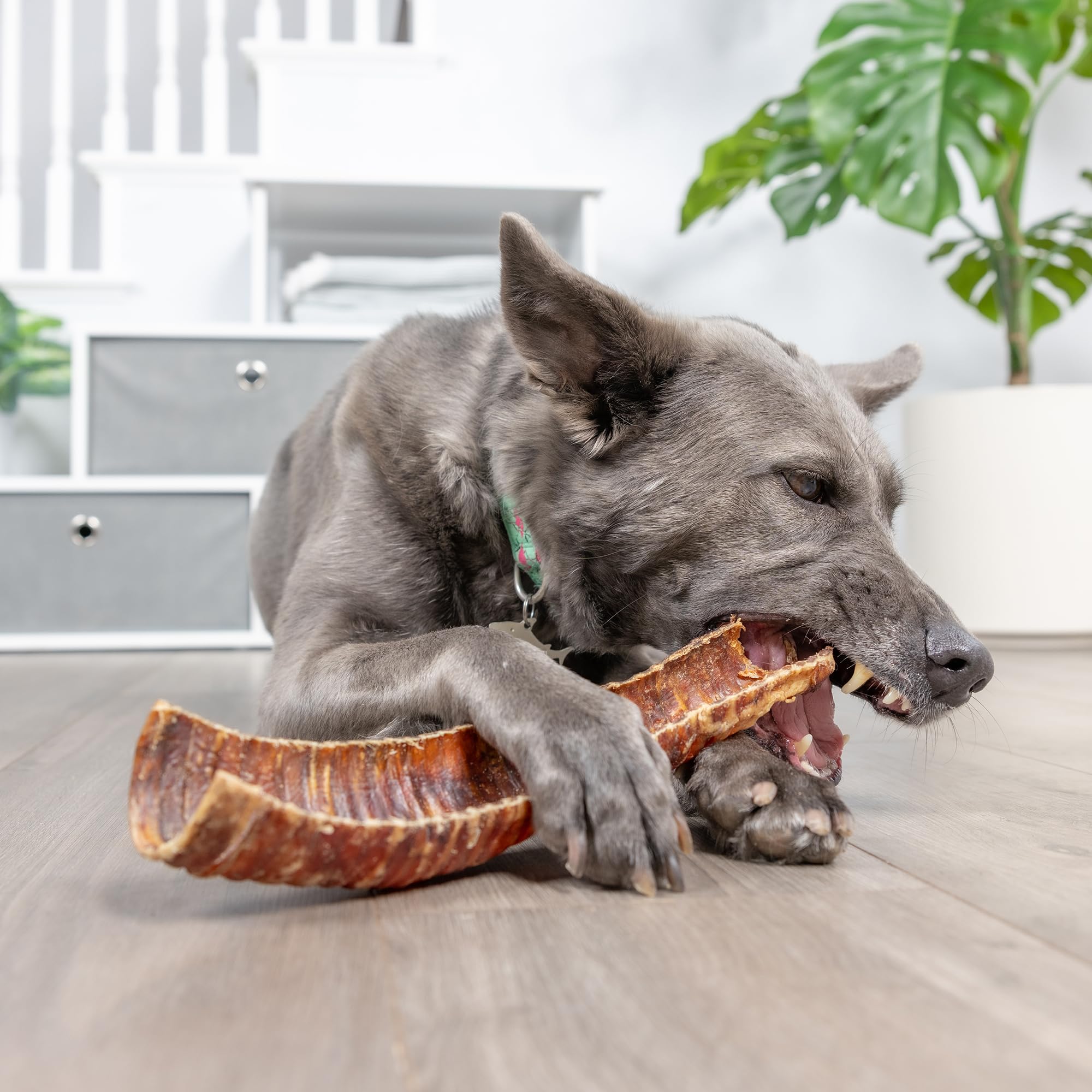 Natural Cravings: Bison Trachea 3 Pack - 12"-13" - Dog Half Trachea Chew Treat, Lg-XL Dogs, Power Chewers, Slow Roasted Single Ingredient, USA Made