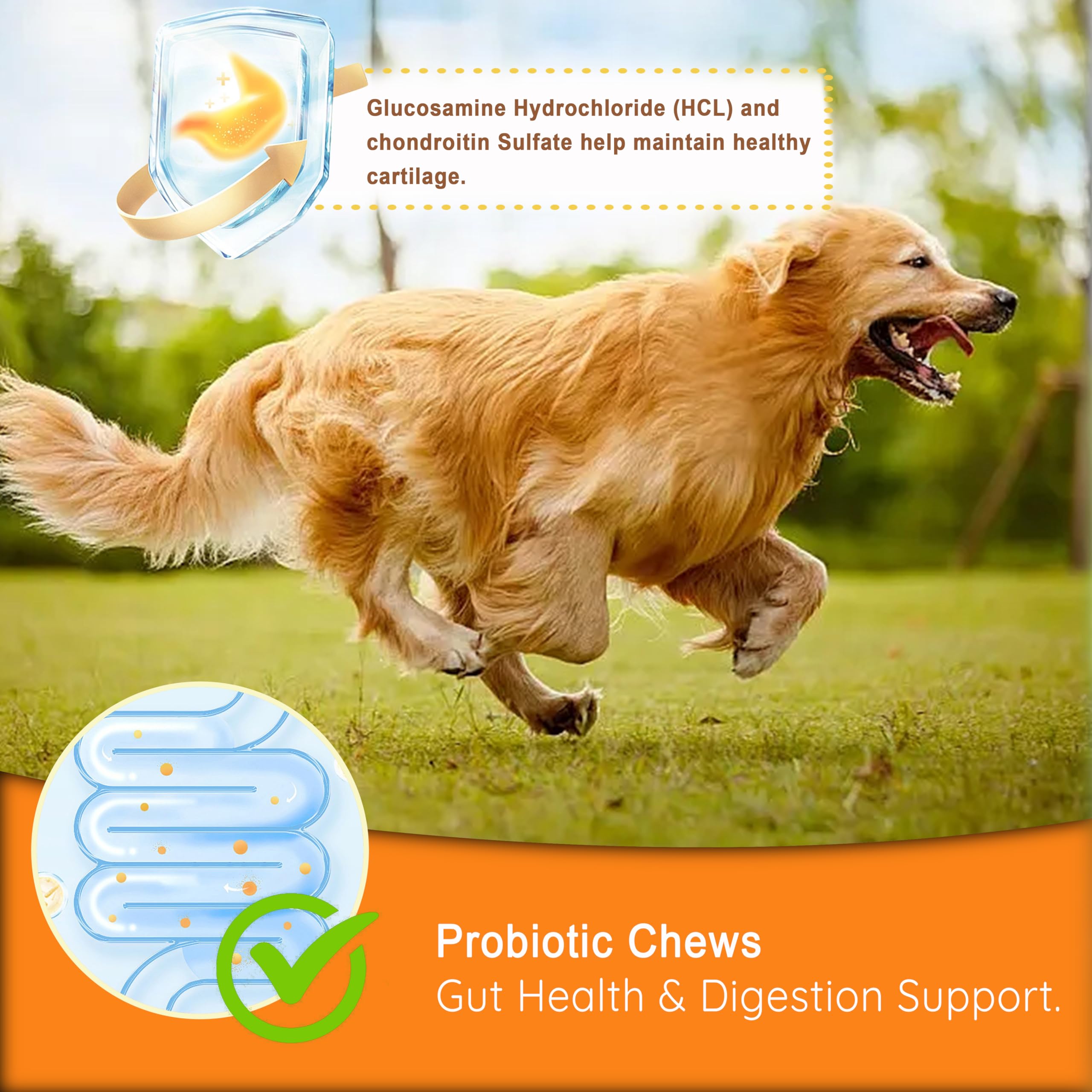 Munchy Chomps Probiotics Chews for Dogs - Gut Health & Digestion Support with PreforPro & Bacillus Subtilis - Promotes Bowel Regularity & Immune Strength (Chicken)