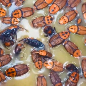 HEDO Red Palm Weevil Bucket Trap with Lure (Rhynchophorus ferrugineus) Pack of 5 to Control Damage in Coconut