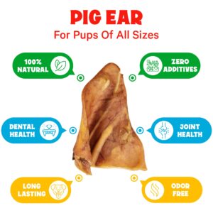 FETCHERONI Whole Pig Ears for German Shepherd Dogs Large - 40 Pack Long Lasting Dog Chews – Dog Treats One Ingredient Delicious All Natural Flavor – Easy to Digest Dog Treats for Large Dog