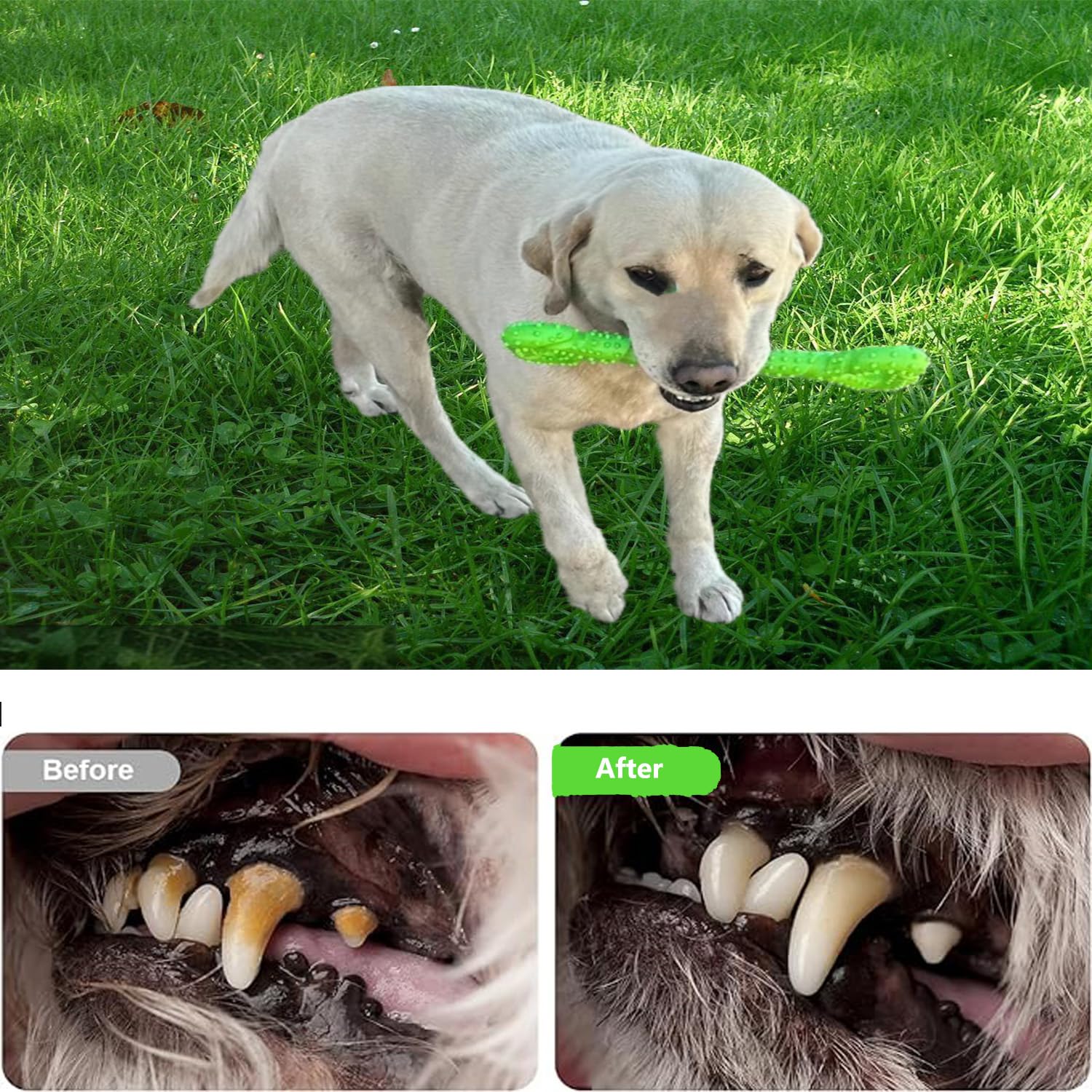 Extra Large Bone Dog Toy 13 Inch - with Convex Design Durable Dog Chew Toy Tug of War Stimulating Toy for Aggressive Chewers Medium and Large Dog Breeds Tooth Cleaning Training Interactive (Green)