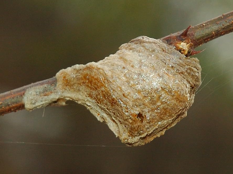 Generic 1- Very Nice Size Chinese Praying Mantis Egg Casing - 100's of Babies Hatch per Egg Case, green