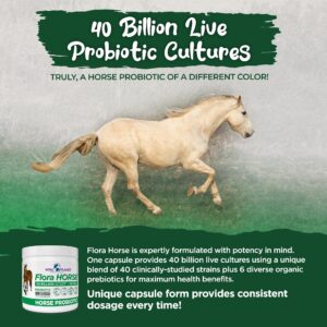 Vital Planet - Flora Horse Probiotic, High Potency Equine Probiotics with Prebiotics, 40 Billion Live CFU from Multiple Strains, Digestive and Immune Support, 180 Delayed Release Capsules (180 Days)