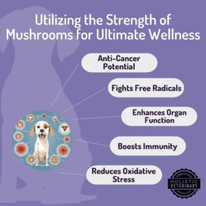 ANP Enhance Your Dog's Health with Mushroom Immune Supplement Boosting Dog Chews - No Animal Protein Formula - Vitality, Longevity, and Gut Health - Potent Reishi, Chaga, and Shiitake Mushrooms