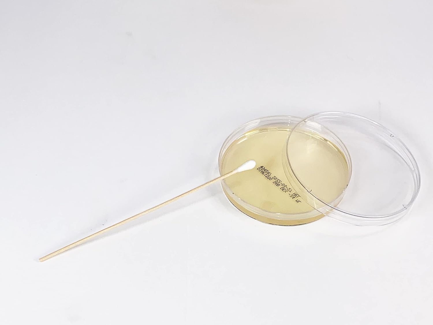 Sabouraud Dextrose Agar-II (SDA), (10-Pack), Pre-Poured, 15x100mm Petri Plates, For the Cultivation, Isolation and Identification of Yeasts and Molds.