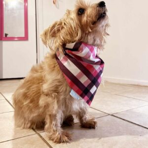 BOACQUEÑO (M Reversible Dog Bandana+Golden Rewards Premium Dog Treats Jerky 32oz